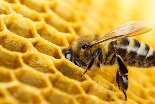 Royal Jelly: Top 12 Surprising Health Benefits
