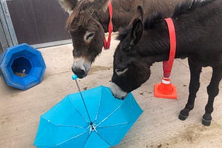 Taking Care of Your Donkey’s Mental Wellbeing