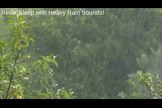 Enjoy Heavy Rain Sounds in Forest