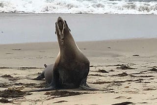 What’s Killing the Marine Mammals in California?