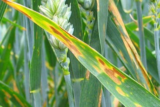 What is it that plant pathogens are attacking?