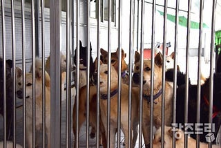 Controversy over Korea’s animal rescue groups’ practices and transparency