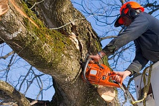 Tree Cutting Service in Houston: Expert Tips and Key Points