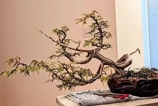 Western Red Cedar Bonsai : Sculpting Nature’s Beauty