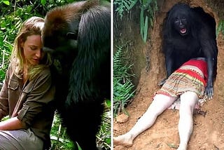 One Touch, and the Gorilla’s Unbelievable Reaction Took Everyone by Surprise