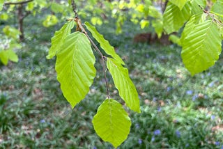 Photo by Author — spring is finally here