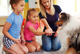 How To Choose The Best Pet Sitting Services In Tampa To Take Care