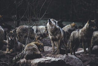 Redefining Leadership in the Wilderness