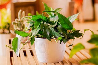 Baltic Blue Pothos: A Unique and Gorgeous Addition to Your House Plant Collection
