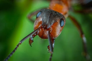 Mind-Blowing Facts about Ants