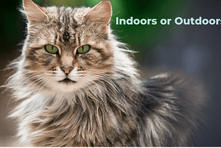 Indoor Outdoor Cats-Risk and Reward