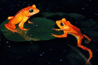The extinction of Monteverde’s golden toad.
