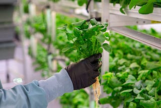 The What and Why of Hydroponic Farming