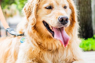How I Got Started in Pet Photography