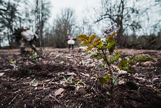 A Trillion Trees Could Save the Planet