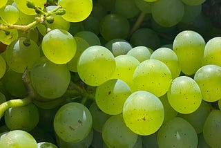 Seedless: they sterilised the seed, now they are coming for our knowledge