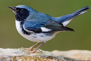 Black-throated Blue Warblers — Analysis of Breeding Success and Population