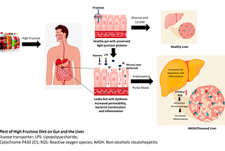 Towards a Healthy Liver