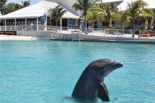 Dolphin Discovery Grand Cayman Tour I Cayman Visitor