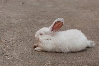 How To Tell If A Rabbit Is Sleeping?