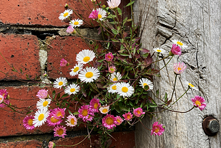 Often mistaken for a daisy, Erigeron has long been cloaked in folklore.