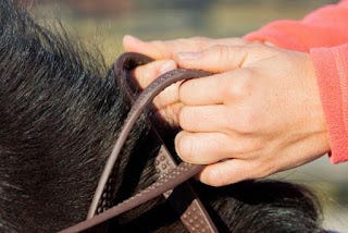 cappadocia horse riding school