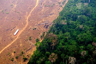 Deforestation: A Looming Environmental Crisis