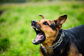 How a Dog Bite Attorney Can Help You For Compensation