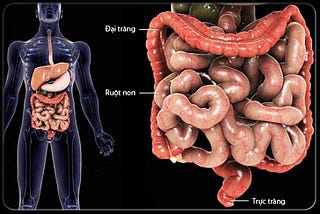 Nấm lim xanh — Dược phẩm “vàng” hỗ trợ điều trị ung thư đại trực tràn