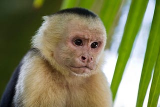A monkey stares