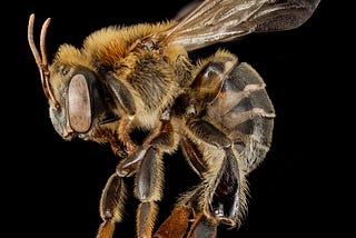 The Melipona Bee: The Sacred Mayan Stingless Bee
