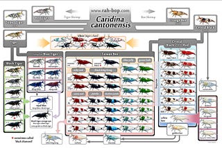 Caridina Shrimp Chart