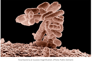 Fecal Transplants Cure Serious Gut Infections