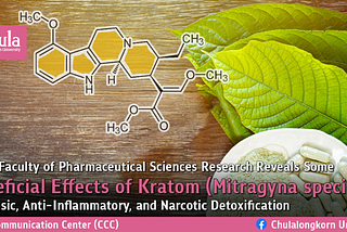 Chula Faculty of Pharmaceutical Sciences Research Reveals Some Beneficial Effects of Kratom