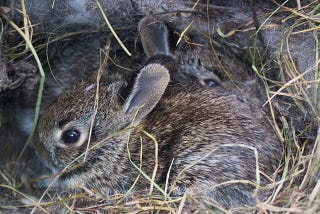 Why Would A Mother Rabbit Kill Her Babies?