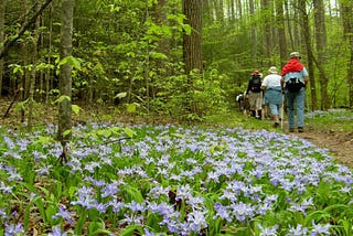 The Smoky Mountain Spring Wildflower Pilgrimag