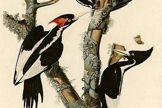 Ivory-Billed Woodpecker: The Rise and Fall of the “Lord God Bird”