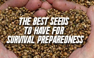 The Best Seeds to Have For Survival Preparedness