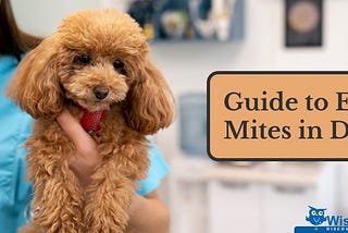 A Guide to Dog Ear Mites