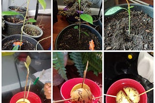 Life Lessons: From Growing an Avocado Plant