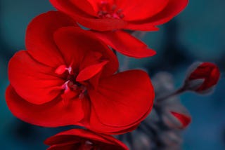 The Colorful Language of Flowers in Mexico: Exploring the Significance of Red Blossoms