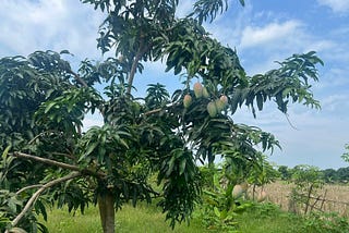 Pemagaran Kebun