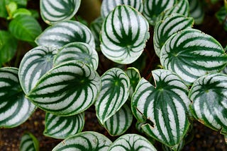 The Ultimate Peperomia Plant Care Guide: Tips, Tricks and More for Healthy Indoor Plants