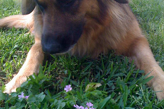 Zuri — Marvelous Mystery Mutt and a dog well travelled!