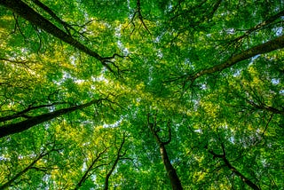 Finding your way through the trees