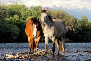 What people should know about America’s wild horses