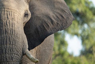 Stress: the elephant in the boardroom