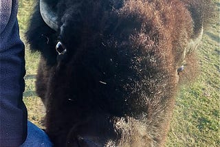 Back to Buffalo: How One Ranch is Trusting Nature to Restore the Great Plains