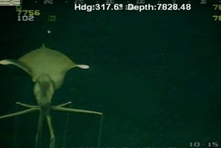 “THE HIDDEN MONSTERS OF THE DEEP OCEAN”