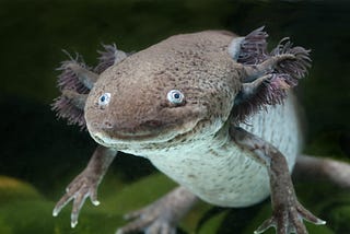 Rare Animals You Probably Haven’t Heard Of, Pt.2 — Axolotl